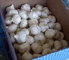 The Year Round Supply Organic Garlic Wholesale Fresh Garlic Price