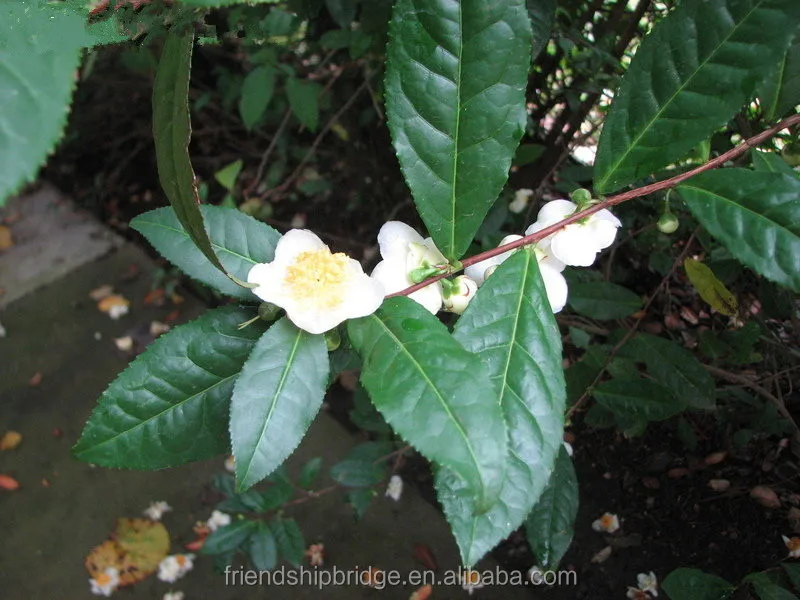 tea flower camellia plants bonsais camellia japonica