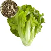 /product-detail/hot-sale-vegetable-seeds-romaine-lettuce-iceberg-lettuce-seeds-for-planting-60770736081.html