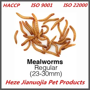 bird feeding dried mealworms chicken food organic dried mealworm