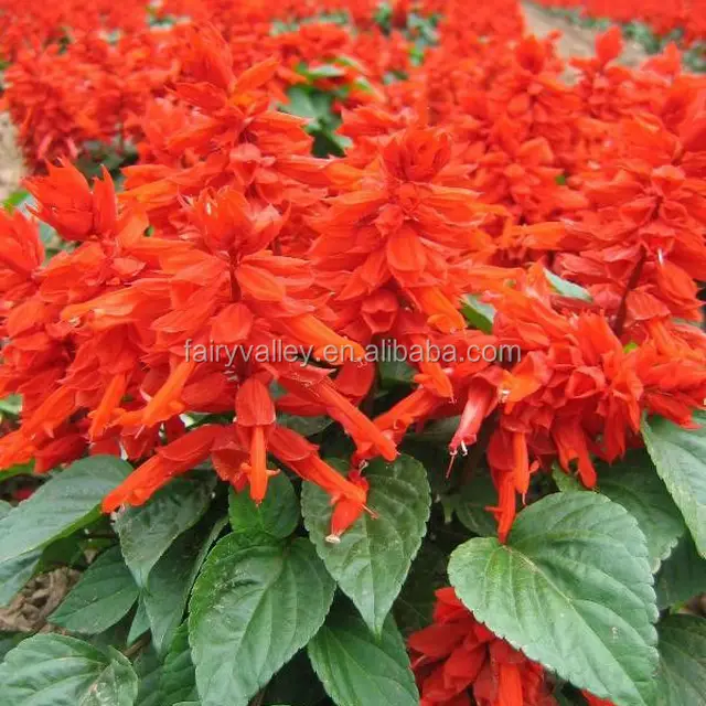 salvia farinacea sage clary scarlet sage seeds red fresh flower