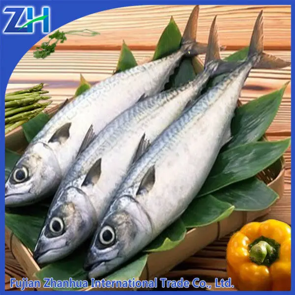 spainish mackerel