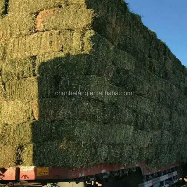 alfalfa hay exports