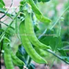/product-detail/new-harvested-high-germination-organic-vegetable-snow-pea-seeds-for-growing-60844368082.html