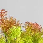 Succulent Plants Plant Plant Small Size And Bonsai Product Type Succulent Plants Snapdragon Plants Echeveria