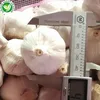 Wholesale Shandong Fresh White Garlic Price