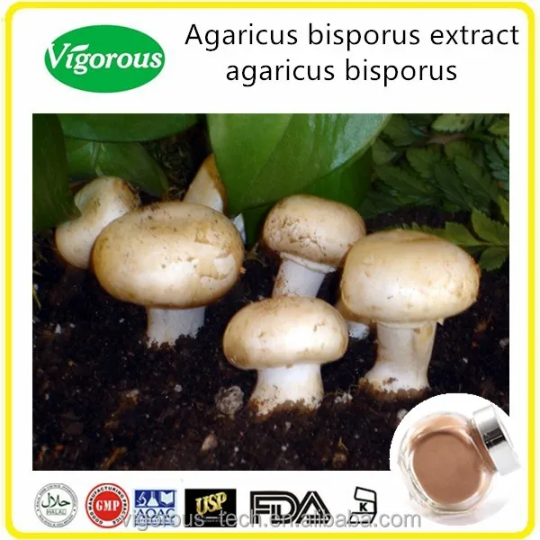 white button mushroom extract / pure natural 30% polysaccharides