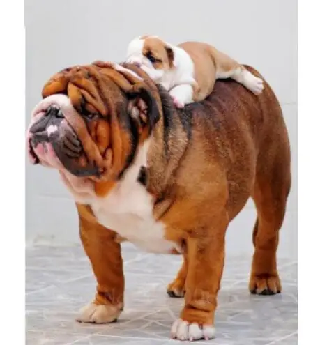 5D Diy Diamond Painting Cross Stitch Diamond Embroidery Bulldog & Dog Baby Diamond Mosaic Square Pattern Rhinestone Needlework
5D Diy Diamond Painting Cross Stitch Diamond Embroidery Bulldog & Dog Baby Diamond Mosaic Square Pattern Rhinestone Needlework