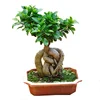 /product-detail/wholesale-ficus-microcarpa-ficus-bonsai-with-nice-leaves-60813527898.html