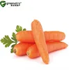 /product-detail/hot-sale-water-soluble-carrot-extract-60745046868.html