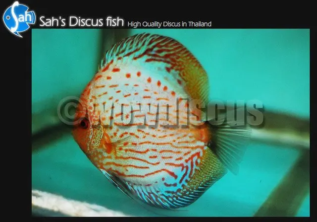 red discus fish image