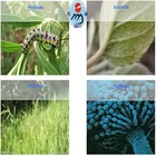 Agent Wetting Agent Wetting Agent For Herbicides DY-ET100