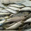 Low price factory seafood frozen sardine fish for canned