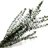 Preserved natural Eucalyptus Leaves for fragrance floral arrangement