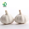 Garlic for Export and Import (Bangladesh, Sri Lanka market)