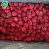 /product-detail/strawberry-distributors-conmon-grade-a-frozen-fruits-iqf-strawberries-60577012721.html