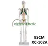 Artificial Human Skeleton Medical Anatomical Human Skeleton Models With Spinal Nerves 85CM