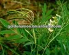 Matrine bio pesticide 0.3%SL 0.5%SL Sophora flavescens ait extract matrins