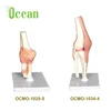 /product-detail/medical-supplies-human-teaching-knee-elbow-joint-anatomical-model-for-medical-school-60834622110.html