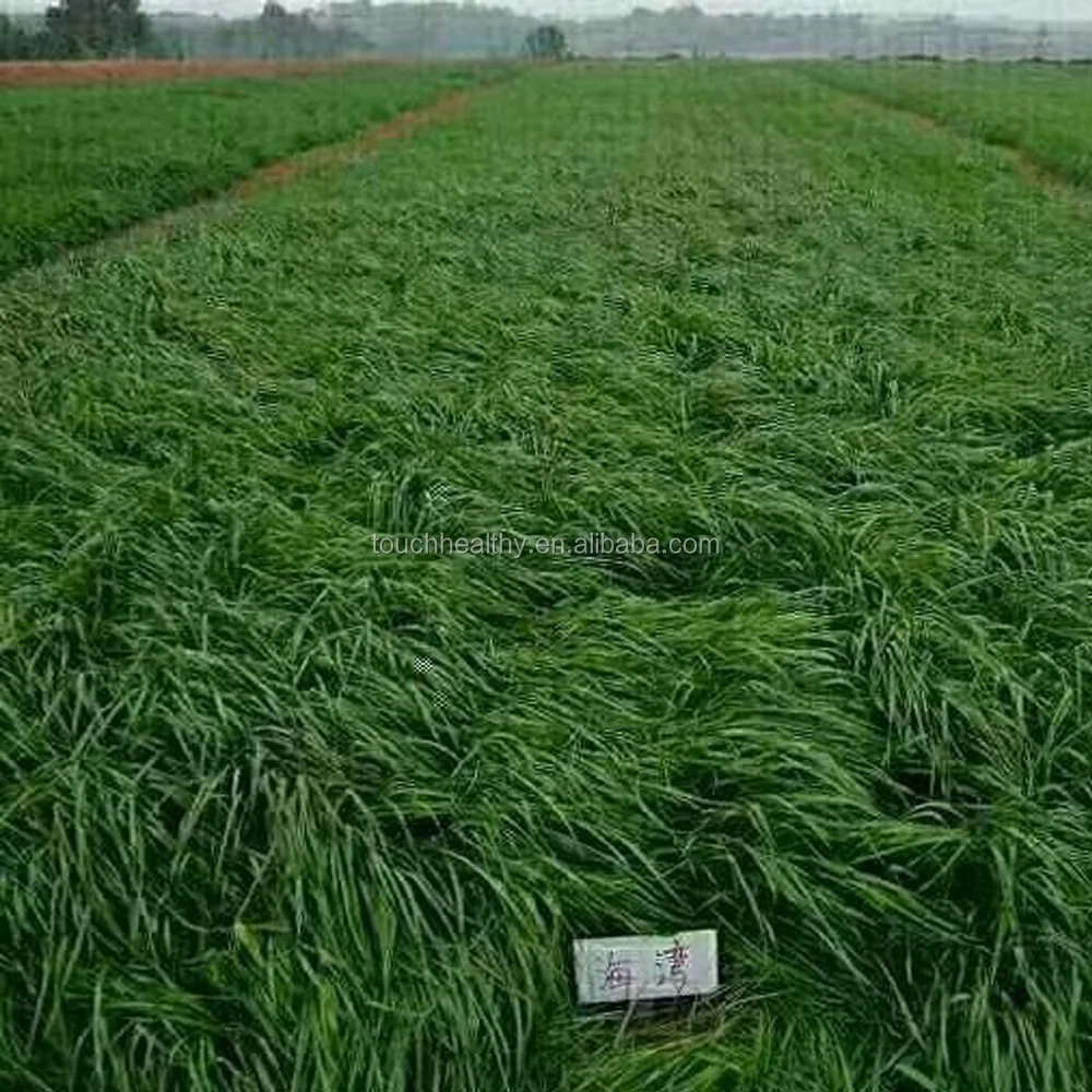 Perennial Ryegrass Seeds Forage Seeds Grass Seeds Barren Soil Nutrients But Plenty Of Rye Resistant Buy Perennial Ryegrass Seeds Forage Seeds Grass Seeds Product On Alibaba Com,Checkers Pyramid Strategy