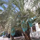80x100cm green mono filament HDPE date tree date palm mesh net bag for date cover with black drawstrings