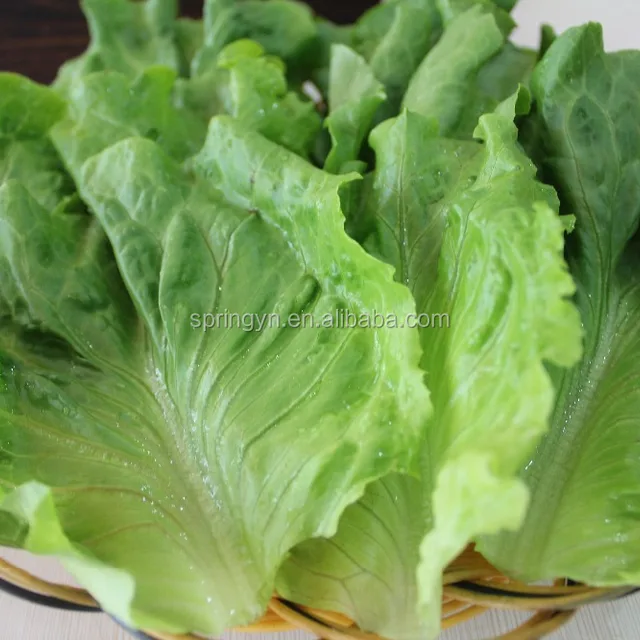 newly picked fresh green leaf lettuce iceberg lettuce factory