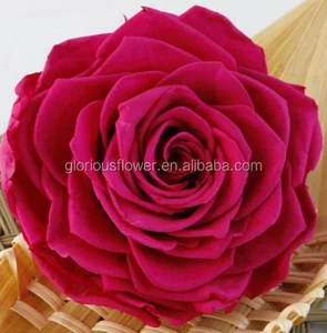 hot sale cheap new natural preserved roses long time lasting