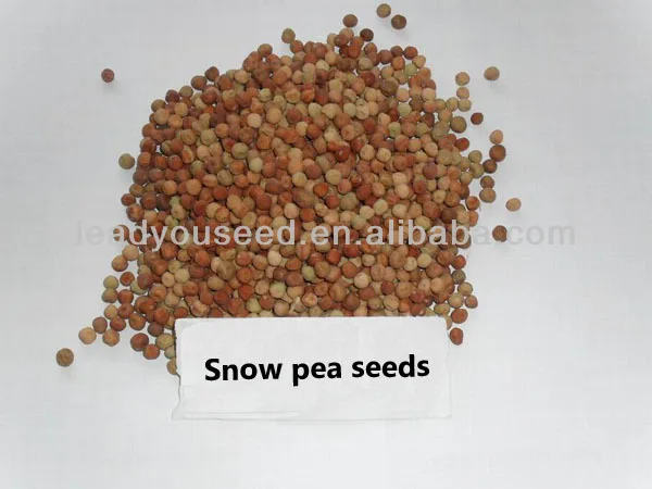 604 california green snow pea seeds for agriculture sowing