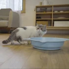 High Quality Heating Bed for cat with CE certificate