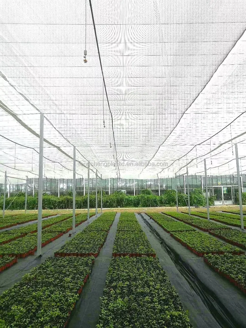 Shade Net Mesh Plastics Green House Structure For Agriculture China