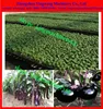 500tray/h tray planting machine for small seeds seedlings