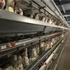 /product-detail/supply-completely-automatic-laying-hen-egg-layer-battery-h-type-chicken-cages-system-60842617518.html