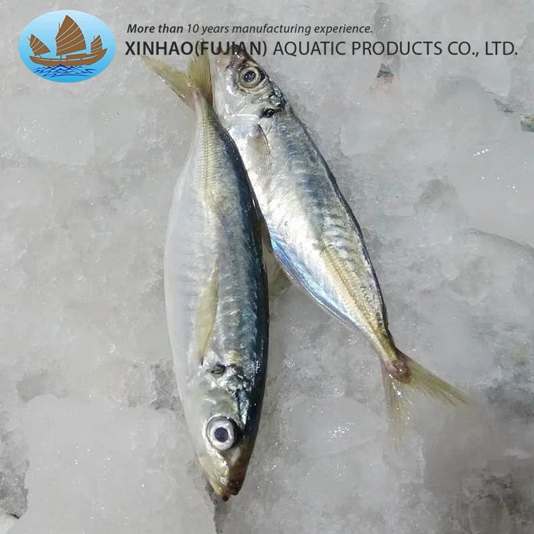 High quality frozen whole round horse mackerel china origin macheral