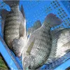 /product-detail/fresh-frozen-nile-tilapia-fish-buyer-from-africa-60449670761.html