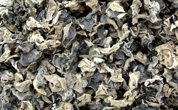 Manufacturers sell low-priced multi-layer belt dryers for beef jerky pet snacks fungus drying