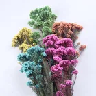 China Wholesale Preserved Millet Flower Rice flower for Dried Flower Decoration