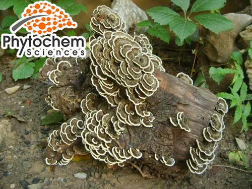 Coriolus Versicolor extract