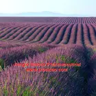 Flowers 100% 8000-28-0 Bulk Pure And Natural Essential Lavender Oil