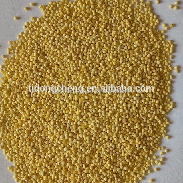 chinese glutinous millet yellow colour