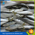 Nutritious Seafood Frozen QS Sardine Fish and fresh frozen sardine