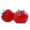 /product-detail/organic-vegetable-seeds-chinese-hybrid-seed-production-tomato-60599649776.html