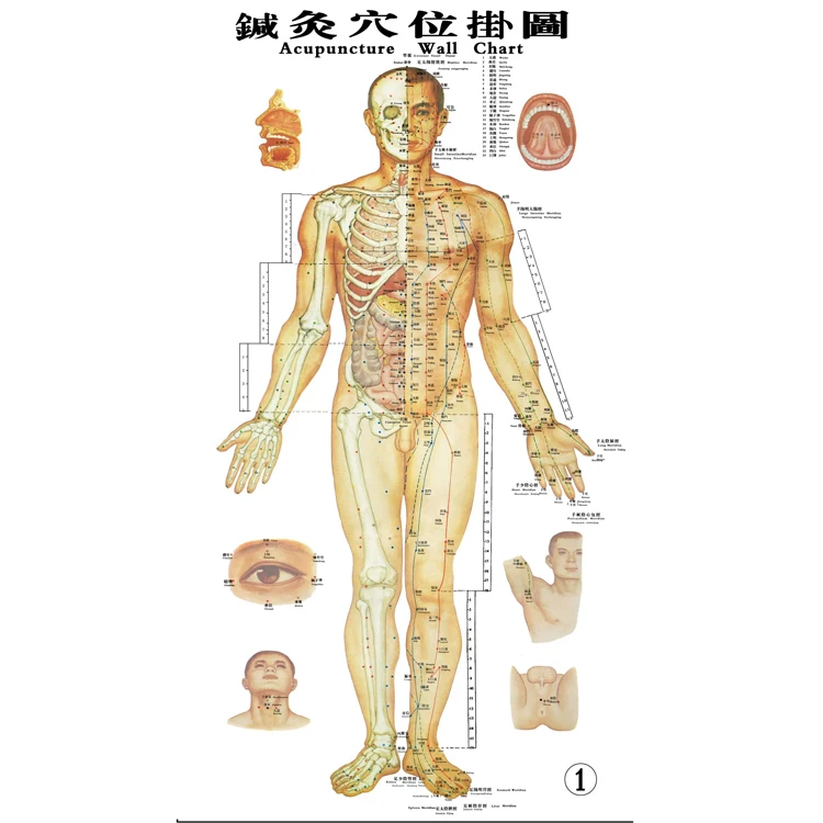 Comfortable new design acupoints head acupuncture model