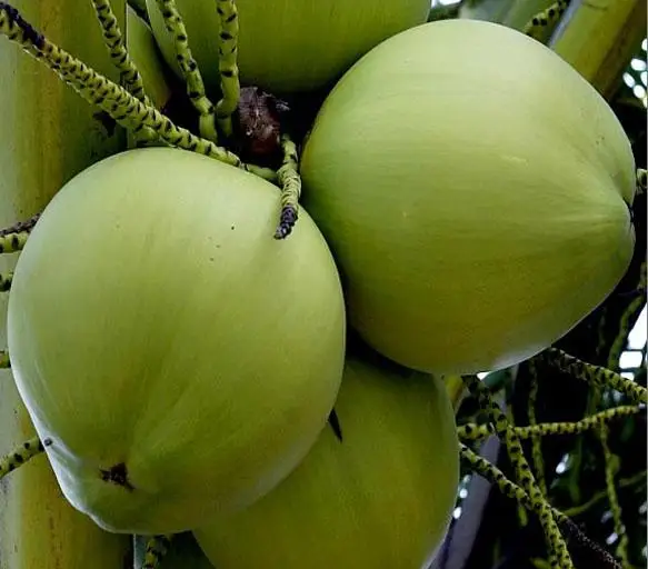 fresh coconut 11.jpg