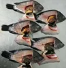 Fish Product Type Grade A Fresh Frozen Black Tilapia whole Fish