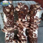 DETAN 2019 Fresh Growing Shiitake Mushroom Log Spawn Wholesale Supplier Manufacturer