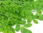Manufacturer Supplier moringa leaves