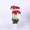 /product-detail/new-design-artificial-orchid-in-pot-flower-bonsai-artificial-bonsai-phalaenopsis-orchid-set-real-touch-flowers-60773938760.html