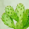 Natural Plant Chinese Medicine Lower price Cactus Prickly pear powder Opuntia dillenii