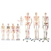 /product-detail/180cm-full-size-human-skeleton-anatomy-62166120151.html