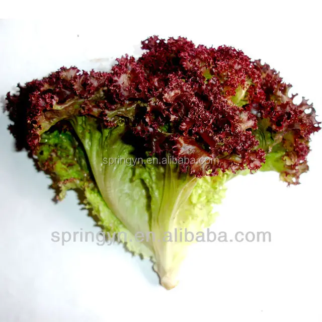 quick frozen leaf lettuce cold transportation lettuce red leaf